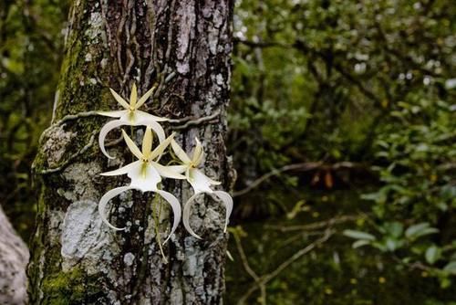 喜马拉雅山发现的价值1500万的兰花？这兰花凭什么这么贵？