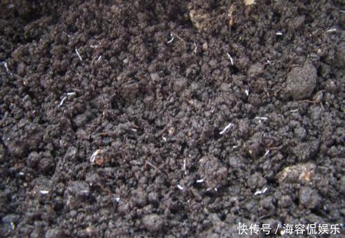 养蟹爪兰,掌握4个小技巧,过年时绿叶间挂满“红花”