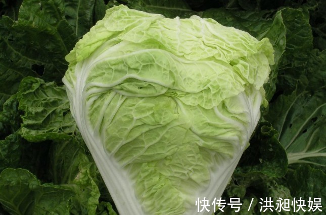 还在吃大白菜吗真后悔今天才了解,看完牢记告诉家人