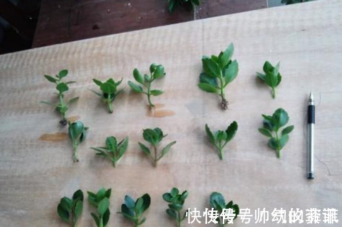 扦插|又到长寿花扦插季节,做好“2选3足”,15天长满白根!