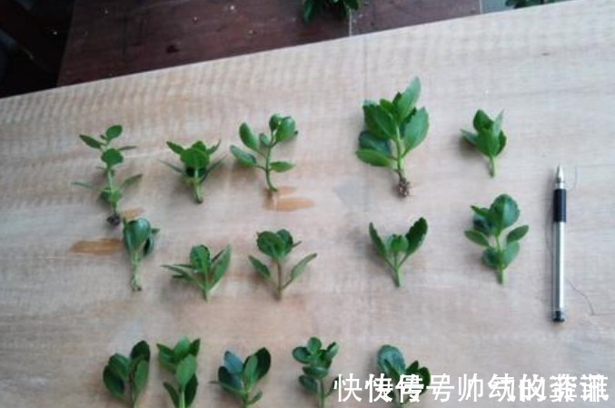 扦插|又到长寿花扦插季节，做好“2选3足”，15天长满白根！