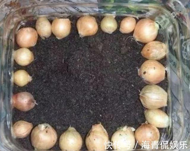 什么塑料瓶、花盆,也不如1种“空油桶”,1桶种下20个大蒜,够吃