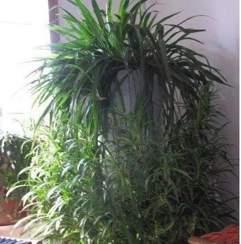 肥皂溶液|家中养花,这5毛钱的小东西别乱丢,能让花蹿到2米高,你知道了吗