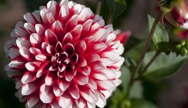 大丽花怎么养从选盆开始教你“5步走”，轻松开爆盆