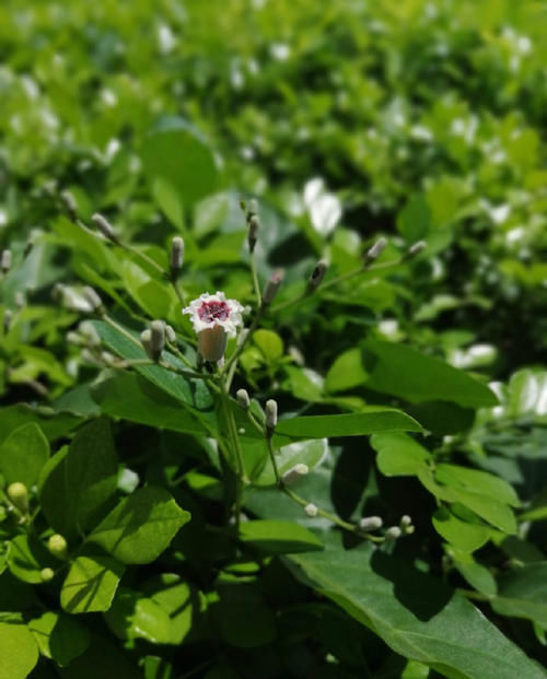 耽误|被名字耽误的美食，这里的人用“鸡屎”祭祀神明