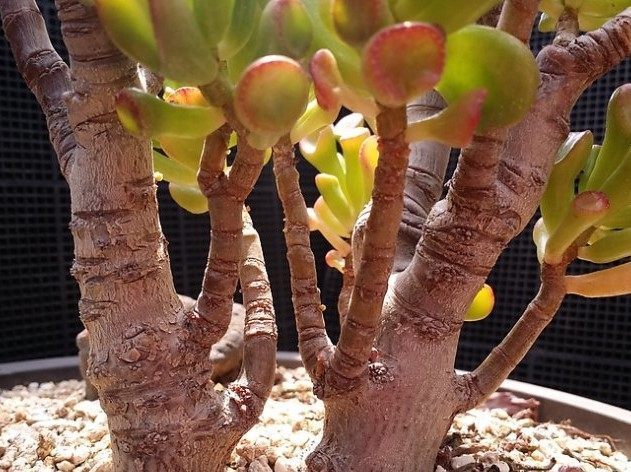 多肉植物|观赏价值高又好养的盆栽多肉植物,太阳一晒就变颜色!