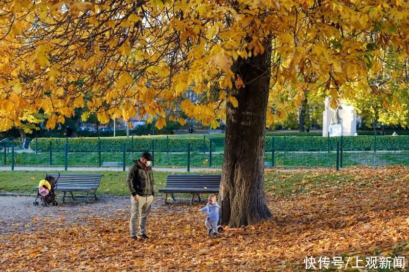 景观|落叶是秋天最美的诗，美醉了！落叶景观里还藏着这些“门道”