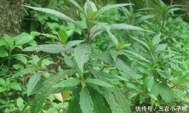 草药|它是民间“草药”,人称“山羊面”,家乡见到,请别拔掉