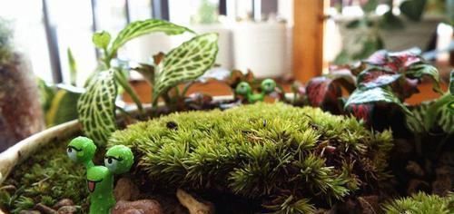 这花真好养,叶子沾点水就能活,7天爆满一大缸