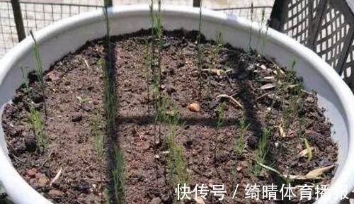 20cm|3种蔬菜,有着很高的“抑癌率”,阳台盆栽上几盆,越吃越健康