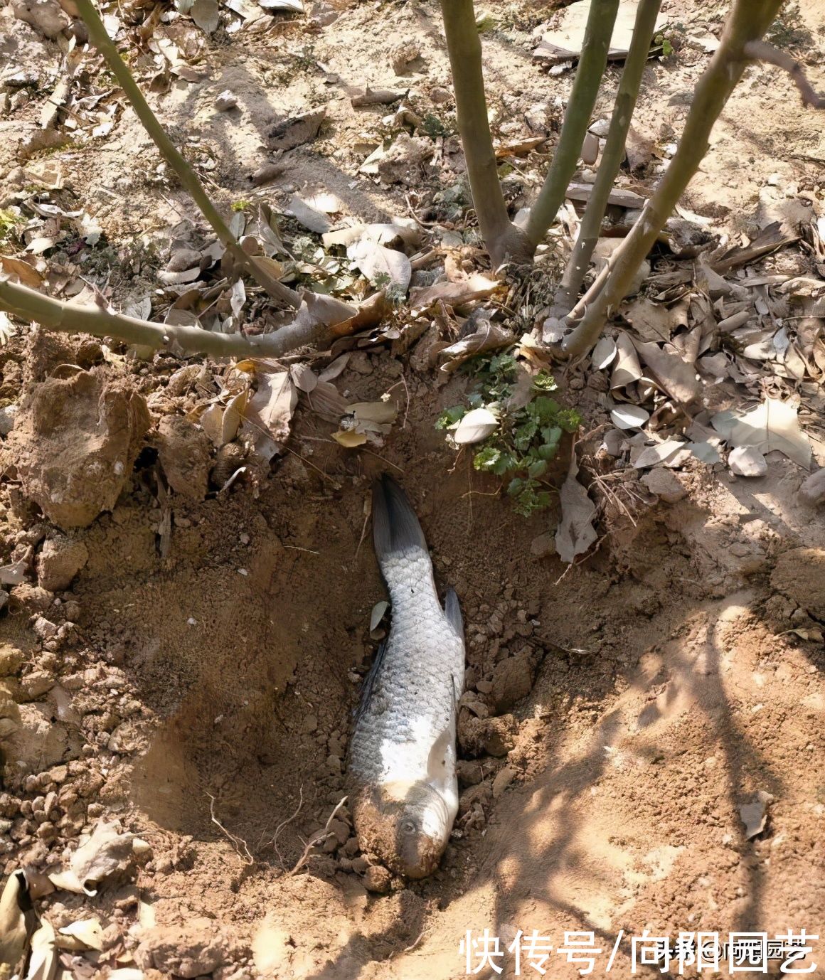 “鱼肠”喂月季，担心有苍蝇，老鼠？埋得深一点，丝毫不用担心