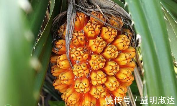 种植|南方这种水果，酷似菠萝，味甜多汁，营养价值高，少有人吃过