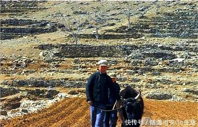 地里三次犁出金子,他三次主动上交,专家研究一月,揭开宝藏之谜