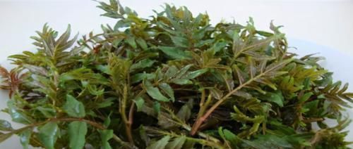 食物|人到中年想长寿,推荐常吃3种食物,排毒养颜,身体棒棒哒!