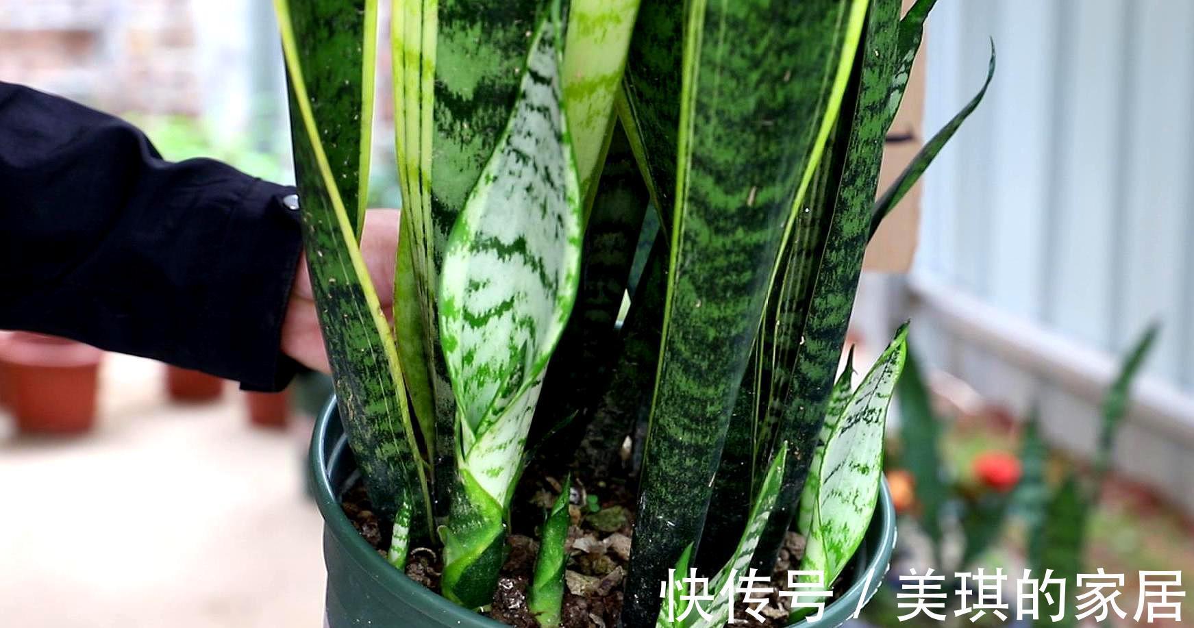 具状|虎皮兰进入8月经常“饿”,从三个方面喂饱它,才爱出小芽