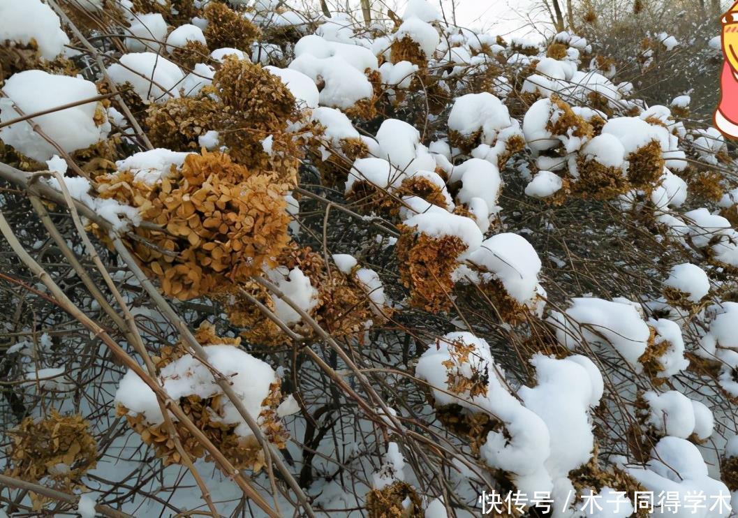 零下20度“装死”的这些花,个个“真汉子”,来年春天的爆花王