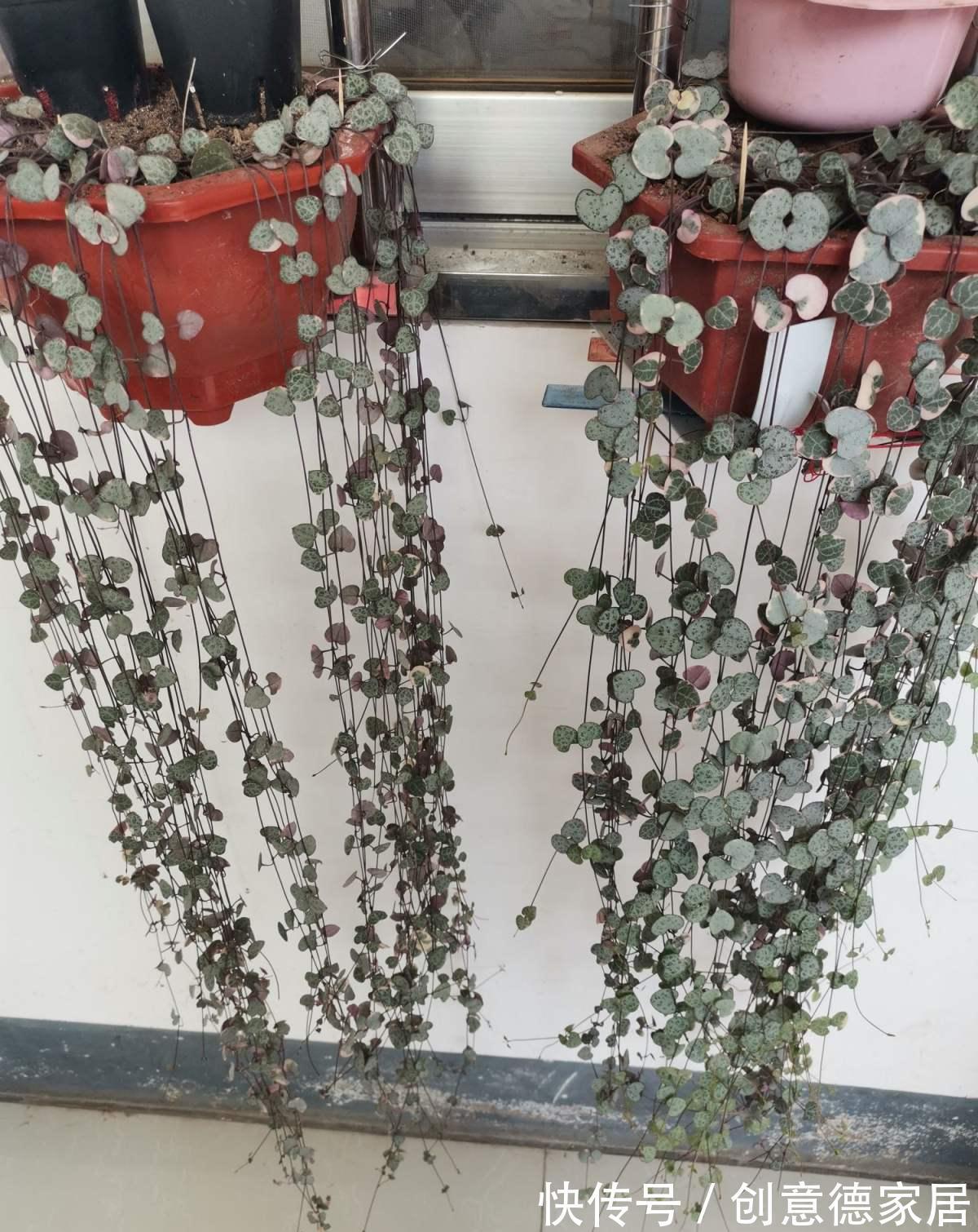 枝条|很耐阴的多肉,爱之蔓在秋天养,到底晒好还是不晒好