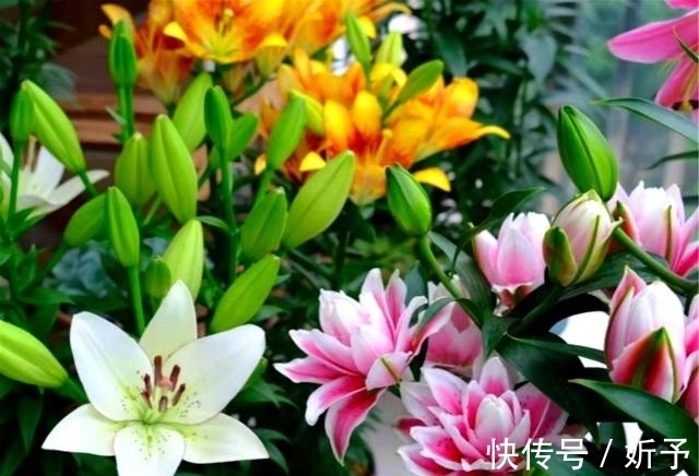 菊花|6种国人不当回事的花,在国外如此受青睐,你家有吗