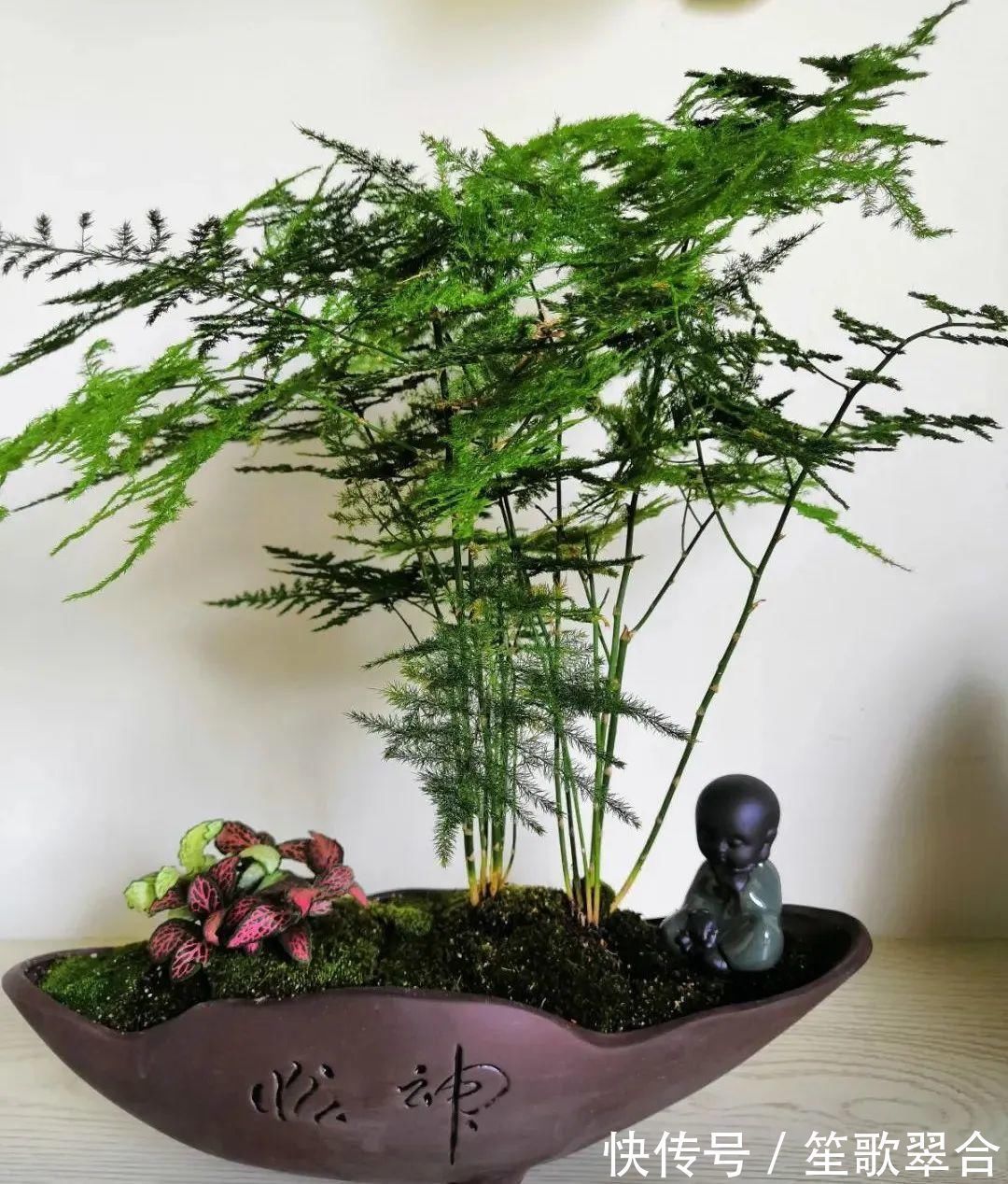 叶片|人养花,花也养人,家里养这10种花,越养越健康