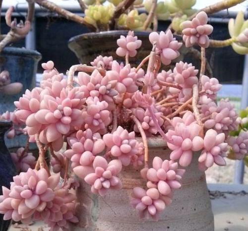 此款强悍多肉,容易群生长满盆,颜色靓丽惹人爱,满满成就感!