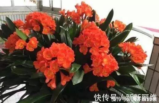 花友们|把它倒在花盆里,君子兰疯长如野草,一次能开30多