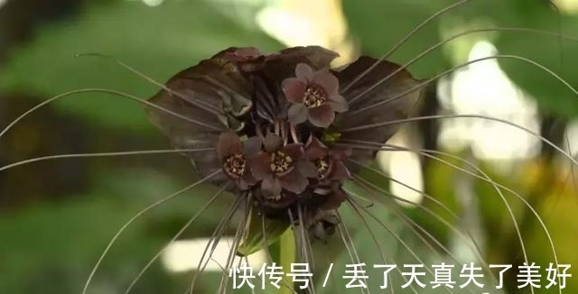 6款黑色鲜花！养过一种就是大神！