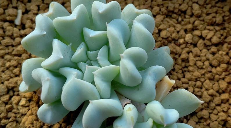 新人|推荐新人养多肉特玉莲,爆盆易,扦插育苗便利,长得有特色