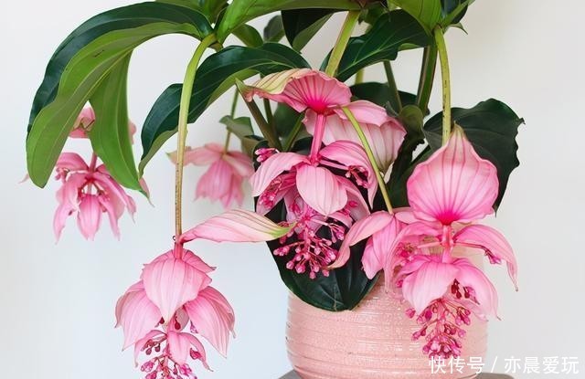 宝莲灯|送朋友一盆300块钱的花,结果被退回来了,一周成光杆,太难养了