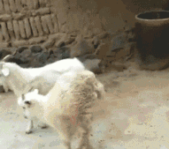 |搞笑GIF趣图:趁房间里没人,带闺蜜彻底的放飞自我