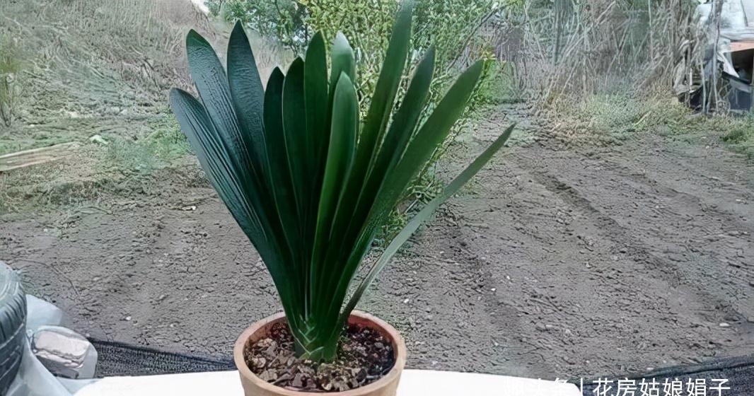 植株|君子兰在花盆里头重脚轻站不稳，别忽视，原因简单危害却很大