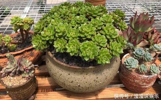 立春前后给植物换盆,抓牢这3细节,后期才能够快速服盆