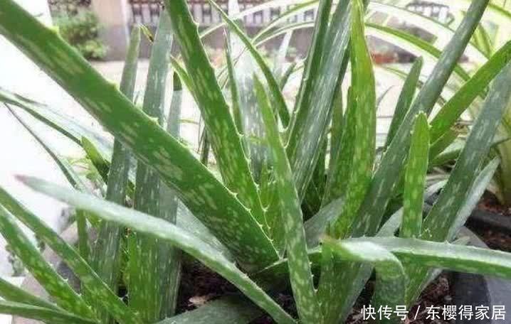 正月二十九,家中摆上4种“富贵花”,清丽雅致,别具一格