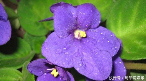 疯长|4种颜值超高的花,沾点水就疯长,开花勤还爱爆盆