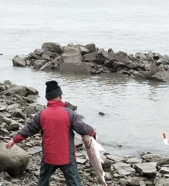 钓鱼|钓鱼成最大威胁罕见江猪成群现身,市民担忧:附近钓鱼的太多!