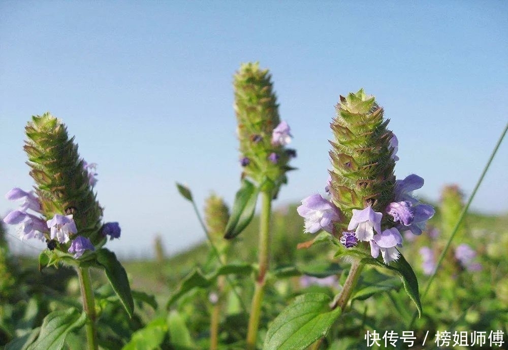 珍珠|过夏至就枯萎，曾是灾年“救命草”，比珍珠珍贵，如今常用于凉茶