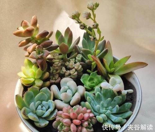 多肉可爱招人喜欢，怎么养得好，其实有方法