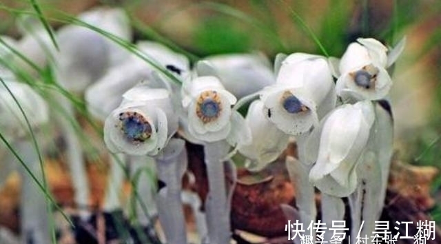 幽灵草|此为“冥界之花”，又称“幽灵草”，如果在野外遇见，切莫踩到