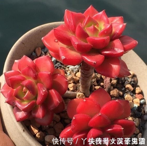 花友|原来可以把蒂亚“虐”这么红，4点掌握了，你养的蒂亚一样红！