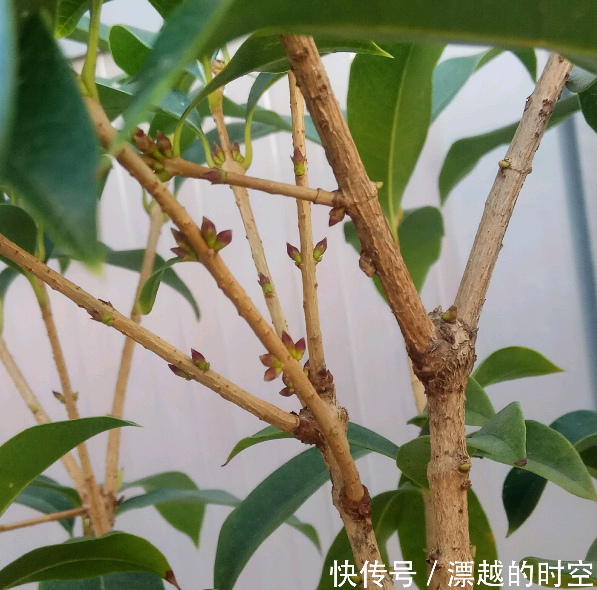 花苞|含苞待放的桂花小心秋老虎，做到2点，9月开花爆盆，满树桂花香