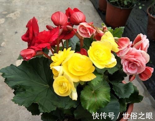 爆盆|喜欢在家中养护花卉,就选择花色多样,花期长,开花爆盆的3种花