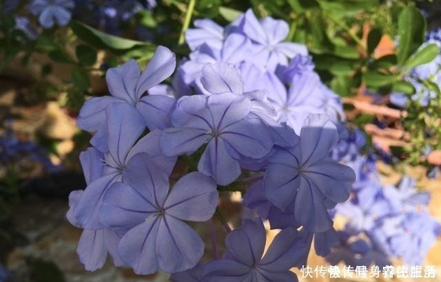 黄木香|养花,就养“3盆花”,花量特别大,一棵繁殖多棵,人见人爱!