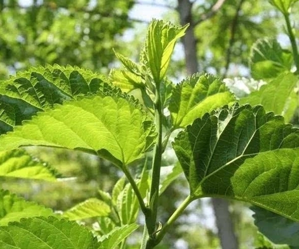 好处|桑叶泡水喝好处多多,但有一大禁忌很重要,老人和孩子要当心!