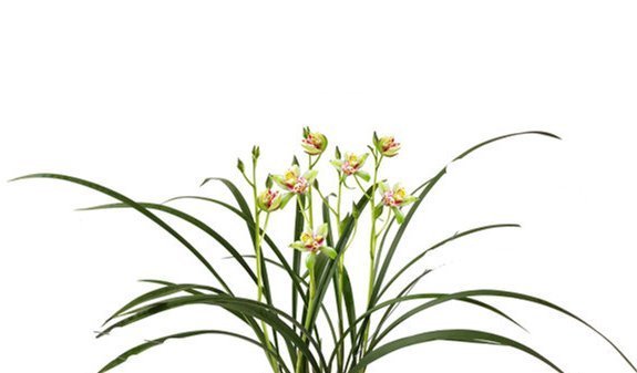 兰花|老大爷“养兰花”有妙招,“烂根”的照样冒新根、发新芽,快看看