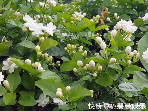 营养液|最厉害的养花营养液给茉莉花喝一勺,四季油绿,花开洁白