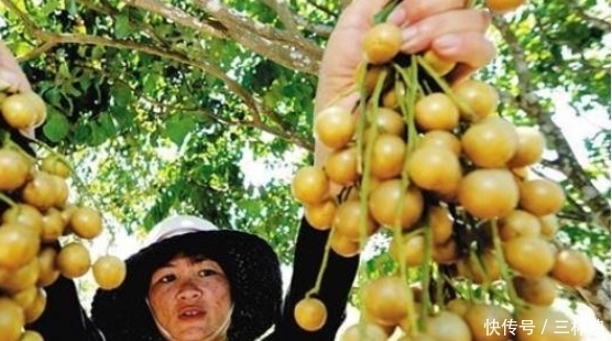 它比梨还润肺,是食药同源的“健康果”,止咳效果好,早知早受益