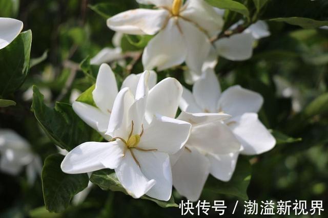 扦插|栀子花、茉莉花用塑料瓶扦插,装点水就生根,新手也能用!
