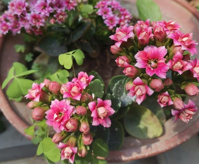 发育不良|修剪完长寿花该怎么善后做好这4项工作,一茬接一茬开花