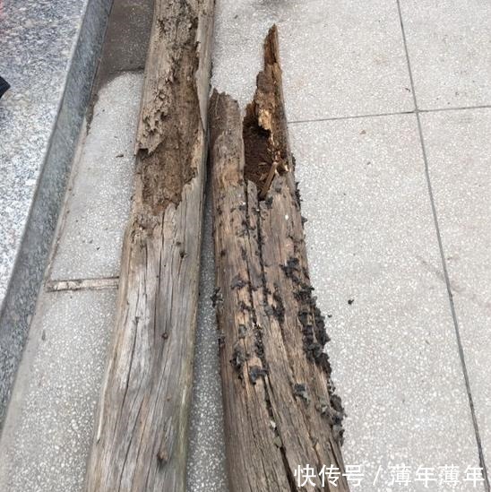 烂木头充分利用,资深花友打造出迷你多肉花园,以后烂木头别丢了!