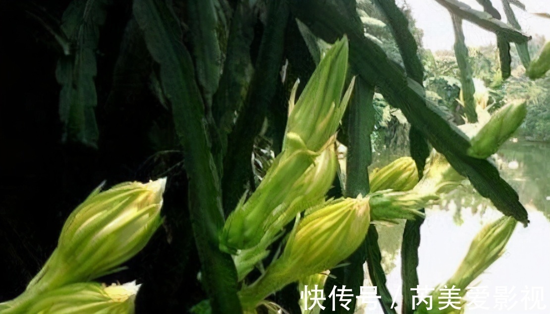 女性|女性过了40岁,要坚持吃3种食物,美白护肤,滋润身体