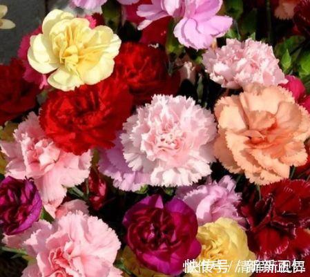 养花|养花就养这几款，全年开花不停，比牡丹美，比绿萝好养！